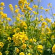 ヒメ日記 2026/04/25 08:55 投稿 みかさ 西船人妻花壇