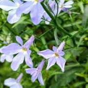 ヒメ日記 2026/05/21 19:28 投稿 みかさ 西船人妻花壇