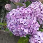 ヒメ日記 2026/07/20 12:09 投稿 みかさ 西船人妻花壇