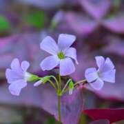 ヒメ日記 2026/10/09 22:16 投稿 みかさ 西船人妻花壇