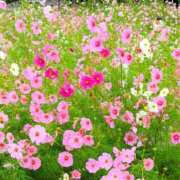 みかさ 10/16のお礼♡Iさま 西船人妻花壇