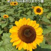 かの 🌻 西船人妻花壇