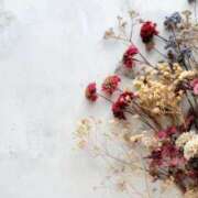 ヒメ日記 2025/12/15 22:30 投稿 くらん 西船人妻花壇