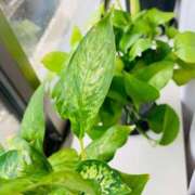 ヒメ日記 2025/06/25 09:41 投稿 ゆうり 西船人妻花壇