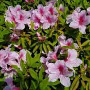 ヒメ日記 2025/04/20 13:38 投稿 ゆうき 西船人妻花壇