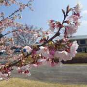 ヒメ日記 2026/04/08 14:07 投稿 ゆうき 西船人妻花壇