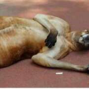 ヒメ日記 2025/09/23 21:08 投稿 るい 西船人妻花壇