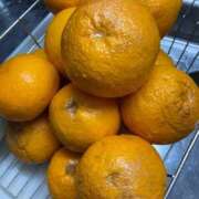 ヒメ日記 2025/03/16 11:31 投稿 べに 西船人妻花壇