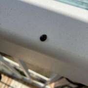 ヒメ日記 2025/11/23 19:16 投稿 べに 西船人妻花壇