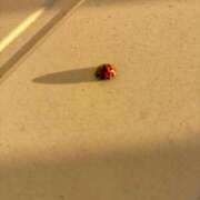 ヒメ日記 2025/11/28 16:14 投稿 べに 西船人妻花壇