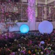 ヒメ日記 2024/12/09 03:49 投稿 らん 西船人妻花壇