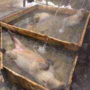 ヒメ日記 2025/01/23 22:57 投稿 らん 西船人妻花壇