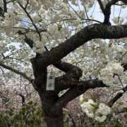 ヒメ日記 2025/05/10 10:51 投稿 るり 奥鉄オクテツ東京店（デリヘル市場）