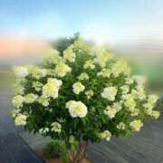 ヒメ日記 2025/07/09 20:14 投稿 るり 奥鉄オクテツ東京店（デリヘル市場）