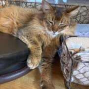 ヒメ日記 2025/05/31 05:59 投稿 ピノ AMOUR（アムール）