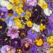 ヒメ日記 2025/02/11 12:01 投稿 なほ 西船人妻花壇