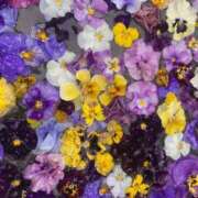 ヒメ日記 2025/03/16 15:16 投稿 なほ 西船人妻花壇