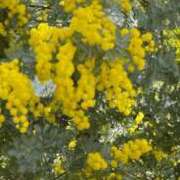 ヒメ日記 2025/03/26 08:31 投稿 なほ 西船人妻花壇