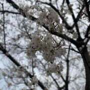 ヒメ日記 2025/03/30 23:41 投稿 なほ 西船人妻花壇