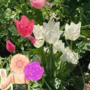 ヒメ日記 2025/04/14 13:26 投稿 なほ 西船人妻花壇