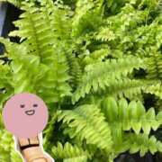 ヒメ日記 2025/04/16 12:05 投稿 なほ 西船人妻花壇