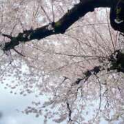 ヒメ日記 2026/03/28 11:28 投稿 なほ 西船人妻花壇