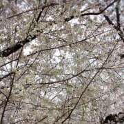 ヒメ日記 2026/04/02 11:46 投稿 なほ 西船人妻花壇