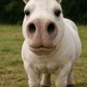 ヒメ日記 2025/11/28 16:21 投稿 ゆみ 久喜鷲宮ちゃんこ