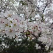 ヒメ日記 2026/03/31 12:11 投稿 ゆみ 久喜鷲宮ちゃんこ