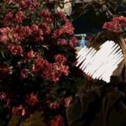 ヒメ日記 2025/07/10 10:00 投稿 ひなの 神田ハンドメイド