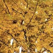 ひなの 🈳💭🍂 神田ハンドメイド