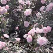 ヒメ日記 2025/05/21 00:01 投稿 かるた ポッキリ学園 ～モテモテハーレムごっこ～