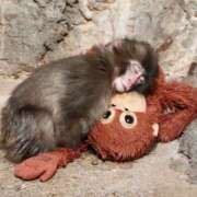 ヒメ日記 2026/02/21 12:58 投稿 心 高津角えび