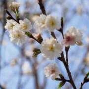 ヒメ日記 2026/03/30 09:28 投稿 心 高津角えび