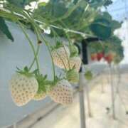 ヒメ日記 2025/01/18 21:07 投稿 はな エンジェルハンズ