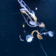 ヒメ日記 2026/03/03 21:20 投稿 美咲【みさき】 丸妻 西船橋店