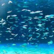 ヒメ日記 2026/04/09 21:05 投稿 美咲【みさき】 丸妻 西船橋店