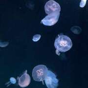 ヒメ日記 2026/04/13 20:36 投稿 美咲【みさき】 丸妻 西船橋店