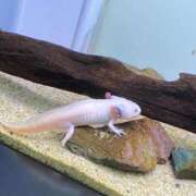 ヒメ日記 2026/04/20 09:32 投稿 美咲【みさき】 丸妻 西船橋店