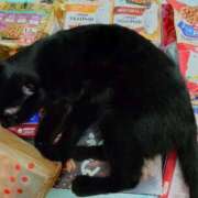 ヒメ日記 2025/10/11 21:15 投稿 えいる 海上空天 SHANGHAI HEAVEN