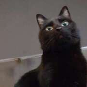 ヒメ日記 2025/11/04 09:38 投稿 えいる 海上空天 SHANGHAI HEAVEN