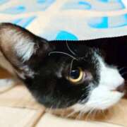 ヒメ日記 2025/11/23 20:43 投稿 えいる 海上空天 SHANGHAI HEAVEN