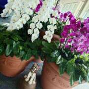 ヒメ日記 2025/12/16 19:59 投稿 えいる 海上空天 SHANGHAI HEAVEN