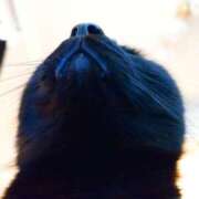 ヒメ日記 2025/12/28 05:45 投稿 えいる 海上空天 SHANGHAI HEAVEN