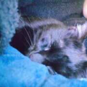 ヒメ日記 2026/01/29 20:59 投稿 えいる 海上空天 SHANGHAI HEAVEN