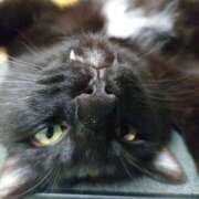 ヒメ日記 2026/02/11 22:00 投稿 えいる 海上空天 SHANGHAI HEAVEN