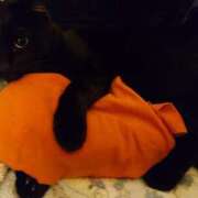 ヒメ日記 2026/02/14 20:17 投稿 えいる 海上空天 SHANGHAI HEAVEN