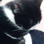 ヒメ日記 2026/02/24 00:29 投稿 えいる 海上空天 SHANGHAI HEAVEN