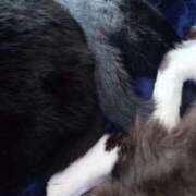 ヒメ日記 2026/03/13 07:42 投稿 えいる 海上空天 SHANGHAI HEAVEN