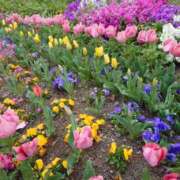 ヒメ日記 2026/04/01 06:15 投稿 えいる 海上空天 SHANGHAI HEAVEN